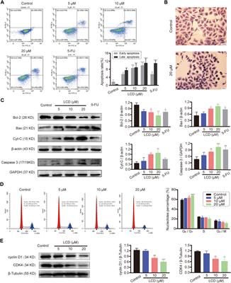 Licoricidin combats gastric cancer by targeting the ICMT/Ras pathway in vitro and in vivo